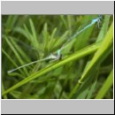 Coenagrion puella - Hufeisen-Azurjungfer 05.jpg